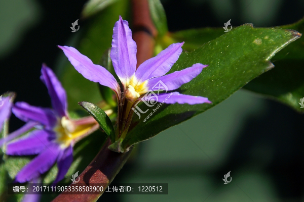 索尼DSC