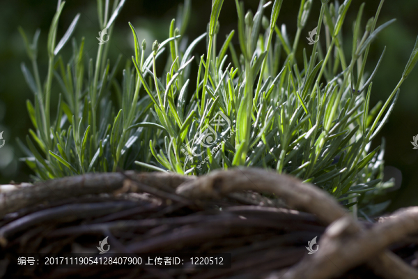 熏衣草