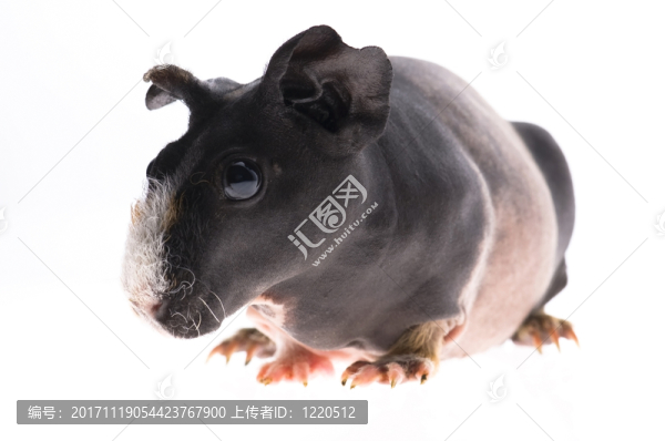 隔離的