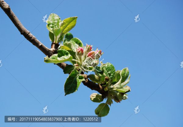 蘋(píng)果樹(shù)的花蕾