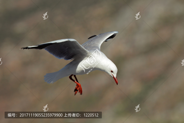 飛行