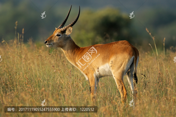 動物