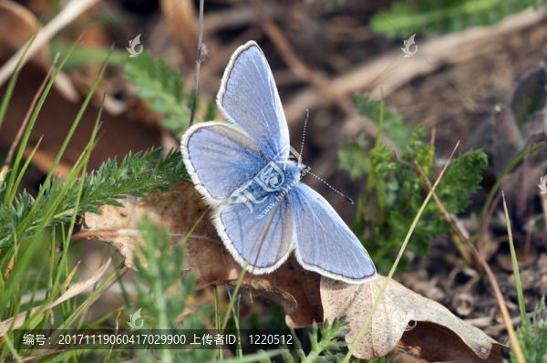 藍(lán),-,,lycaenidae