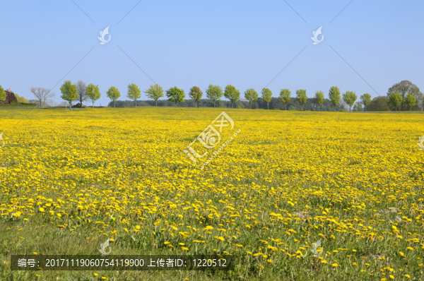 草甸與蒲公英