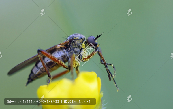 常見的strauchdieb