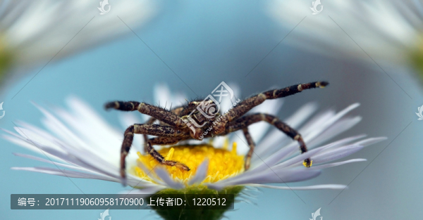 蟹蜘蛛xysticus