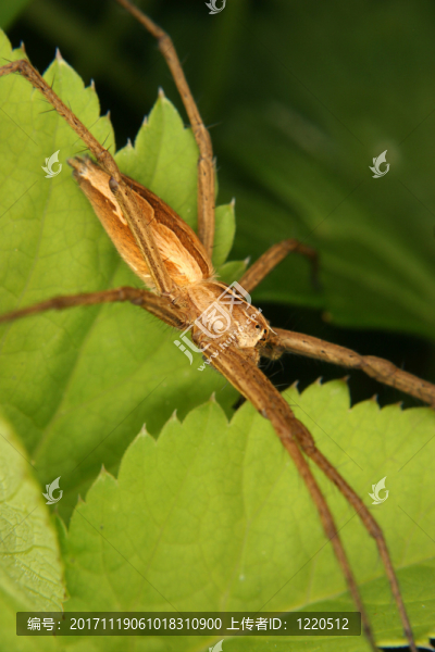 listspinne（pisaura,mirabilis）