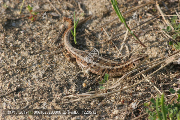 ？沙蜥蜴（lacerta,agilis）