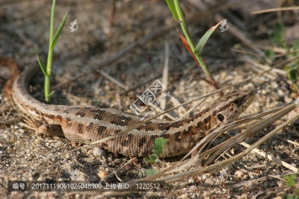 ？沙蜥蜴（lacerta,agilis）