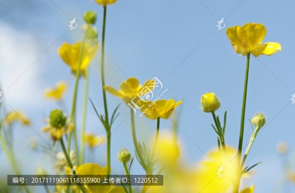毛茛