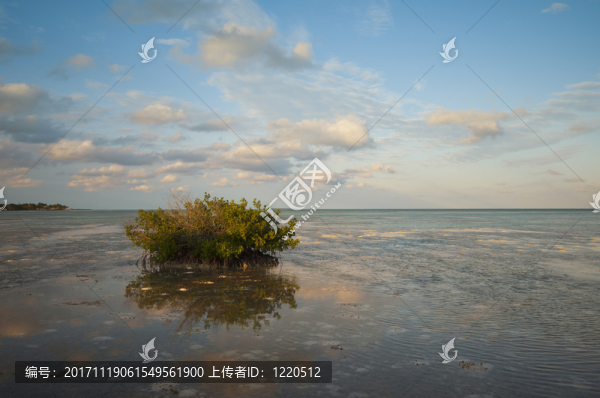 庫(kù)巴斯紅樹林
