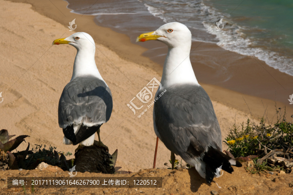 海鷗二重奏