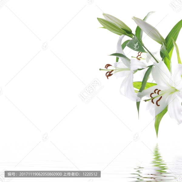 美麗的