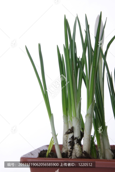 美麗的