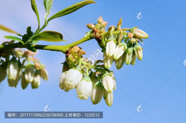 藍莓花,-,越桔花03