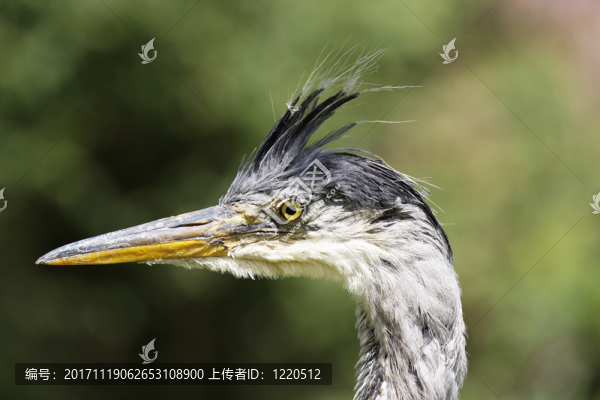 鳥