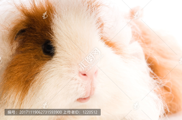動(dòng)物