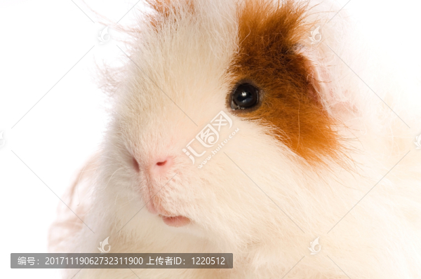 動物