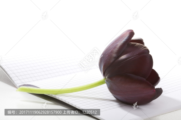 郁金香女王之夜