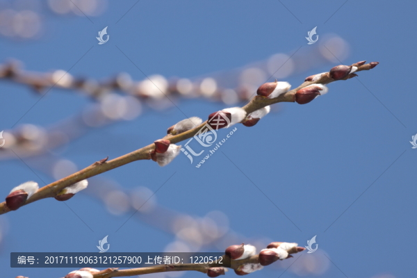 美麗的
