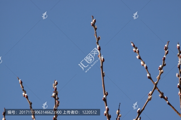 美麗的