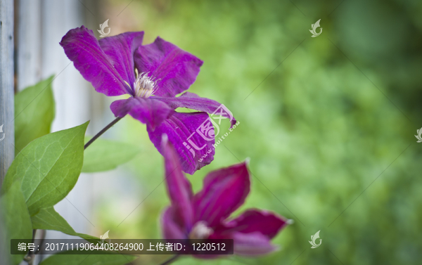 鐵線蓮