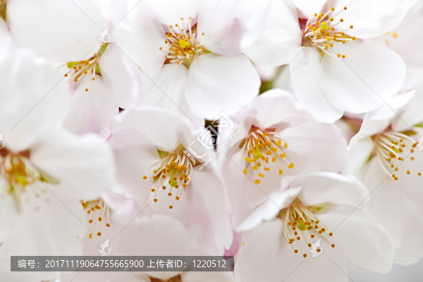 樹