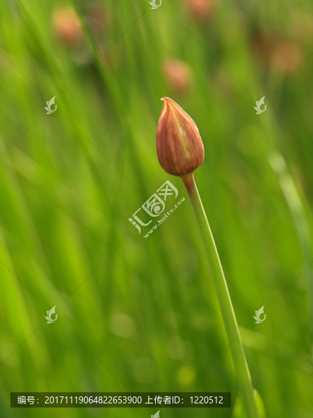 香蔥芽