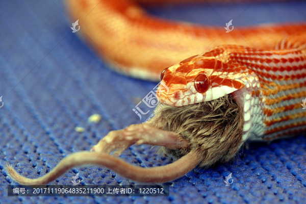 爬行動物