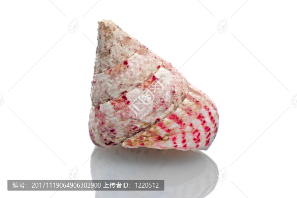 美麗的