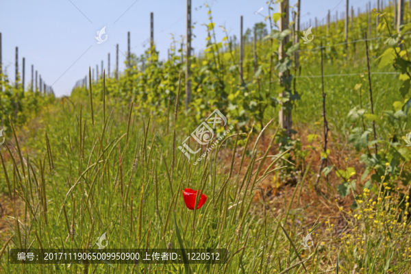 藍色