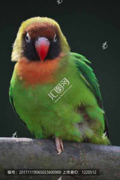 鳥