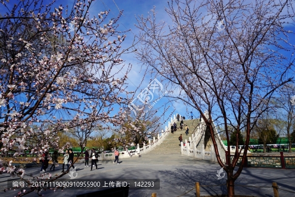 春到頤和園