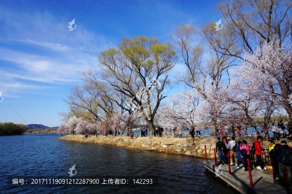 踏青賞花