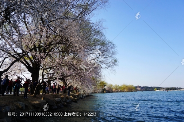 踏青賞花