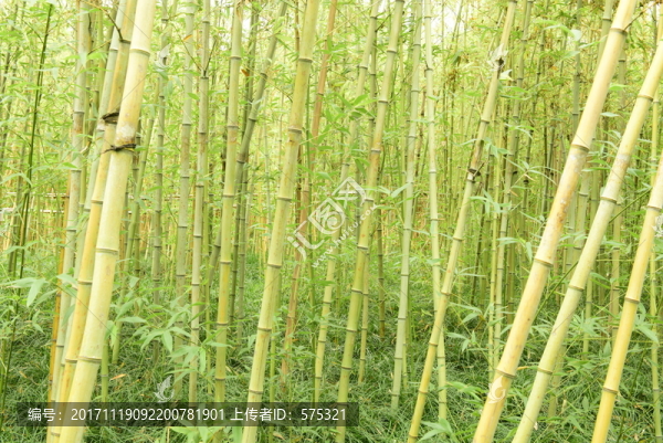 竹林背景