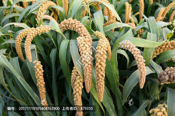 谷子,谷穗-匯圖網(wǎng) www.fosd68.com 谷子,谷穗