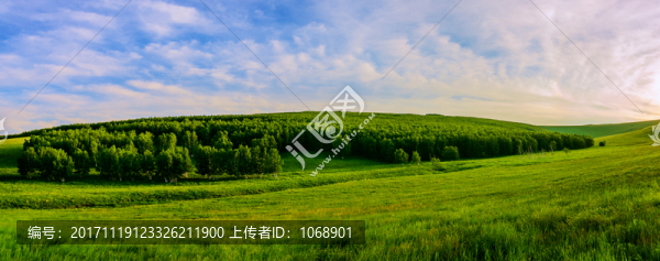 烏拉蓋草原,白樺林