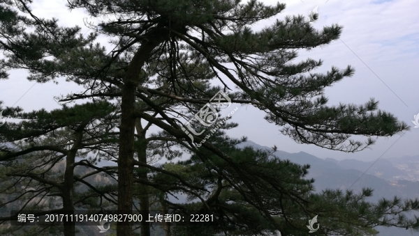九華山上的迎客松