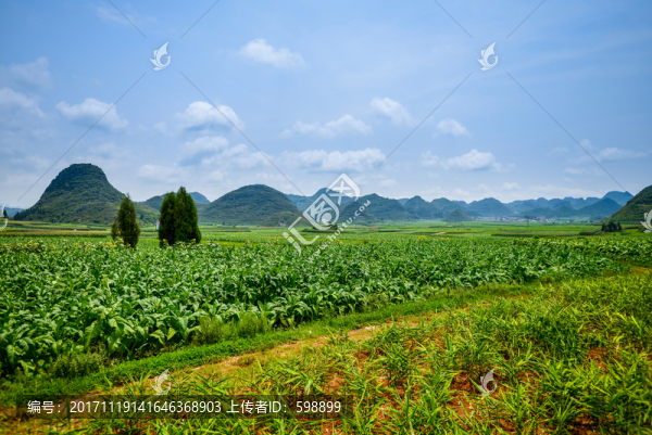 云南羅平煙草田