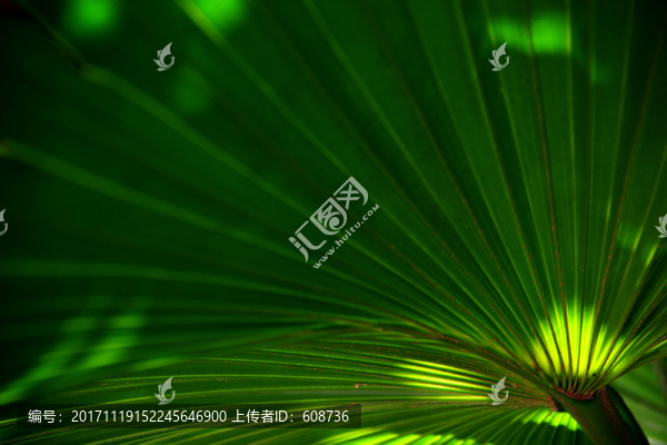樹葉