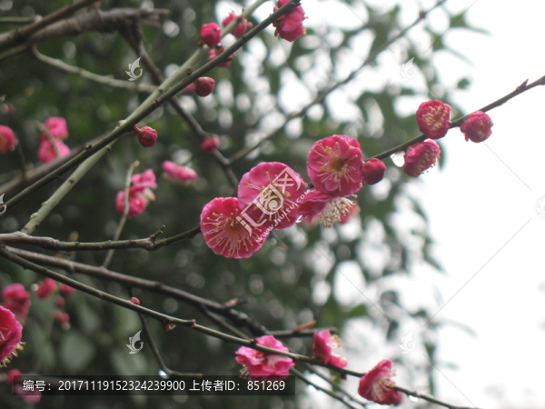 紅梅花