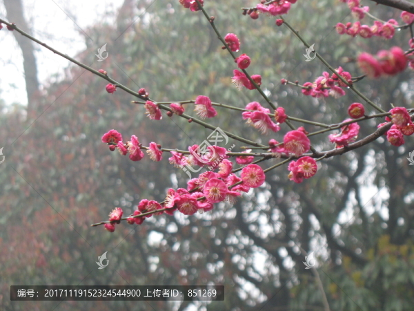 紅梅花
