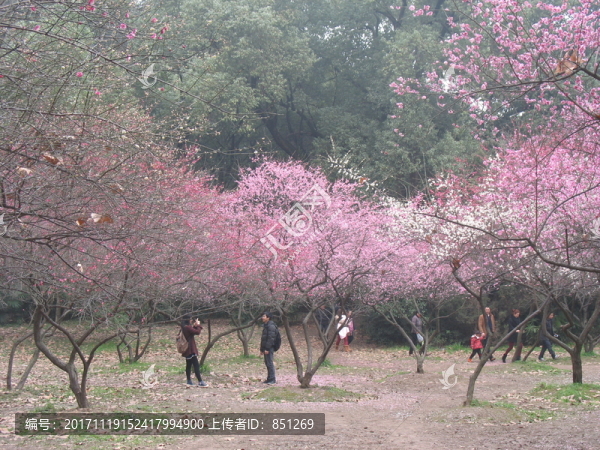 武大梅園
