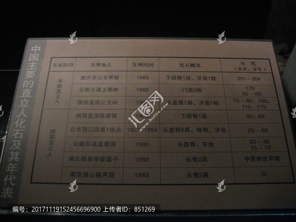 直立人化石年代表