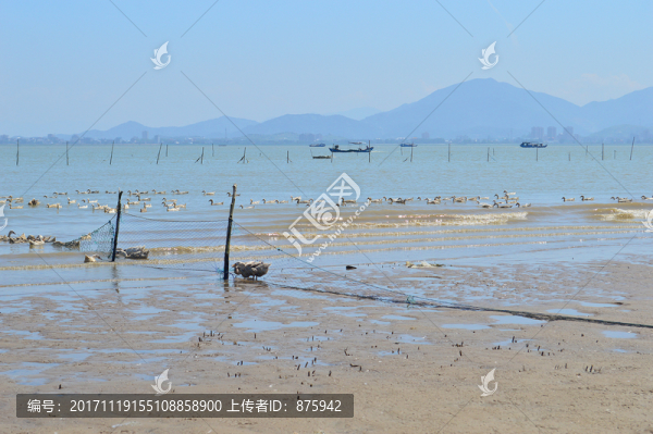 大海鴨子養(yǎng)殖