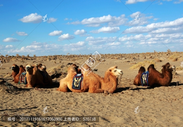 動物,駱駝,沙漠