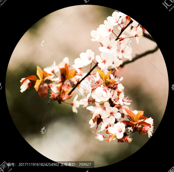 桃花