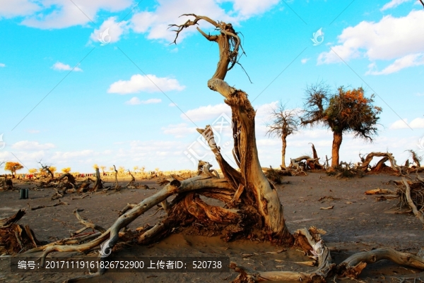胡楊樹,怪樹林,枯樹