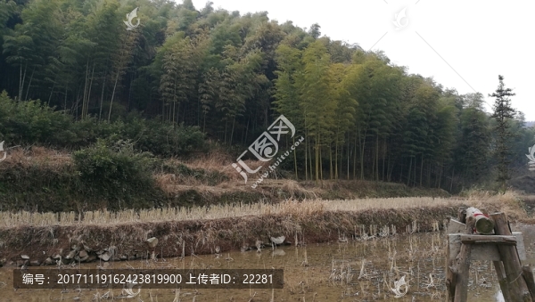 山腳下的水田